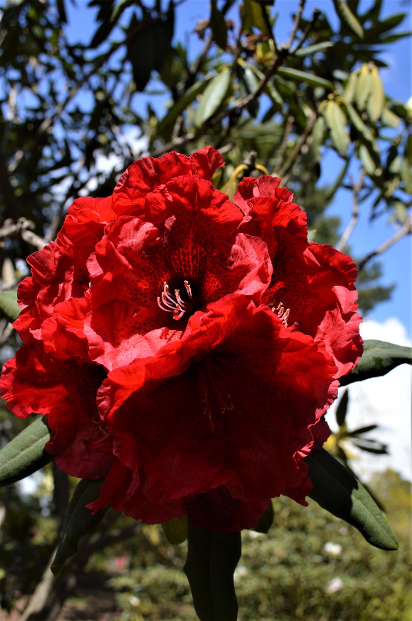 'Kilimanjaro'
